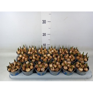 Muscari  'Magic Blue'