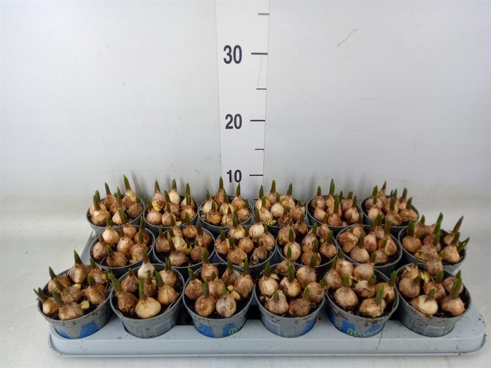 <h4>Muscari  'Magic Blue'</h4>