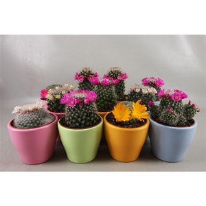 238 Happy Colours bloeiend cac 8,5 cm