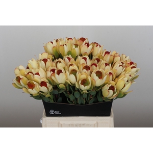 Leucadendron Pom-Pom Rood Spray