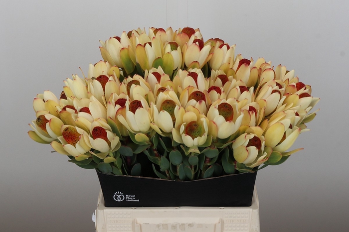 <h4>Leucadendron Pom-Pom Rood Spray</h4>