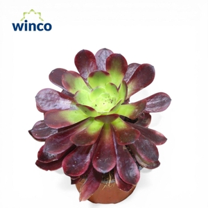 Aeonium Purple Queen