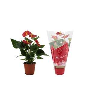 Anthurium Success Red in Couture Christmas sleeve