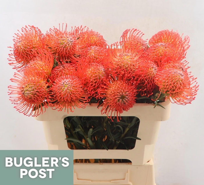 <h4>LEUCO CO SUCCESSION</h4>