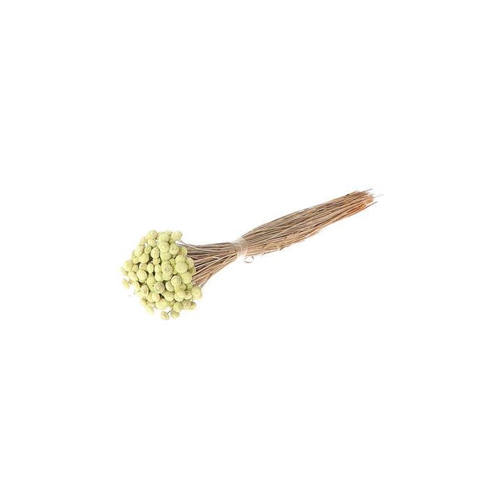 <h4>Bunch Batao Slv L55</h4>