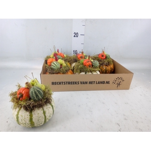 Cucurbita