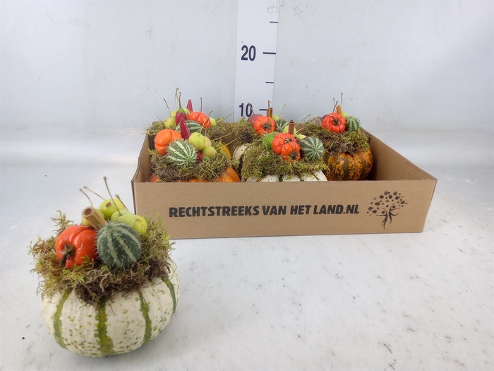 <h4>Cucurbita</h4>