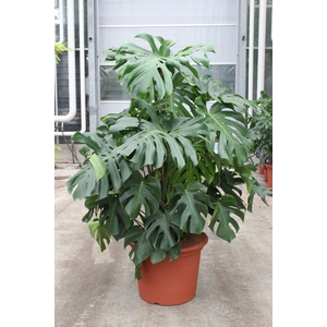 Monstera deliciosa