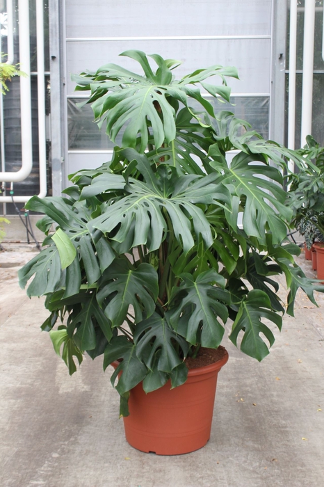 <h4>Monstera deliciosa</h4>