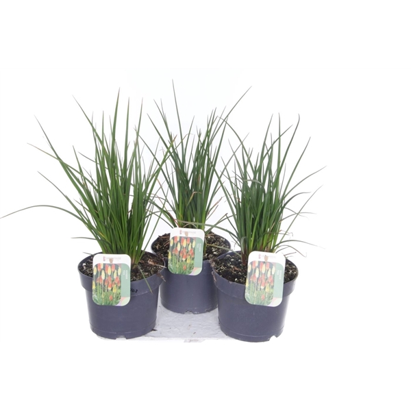 <h4>Kniphofia Poco Mix</h4>