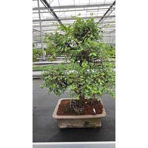 Zelkova parvifolia, pot 46 cm., height 90cm (single item)