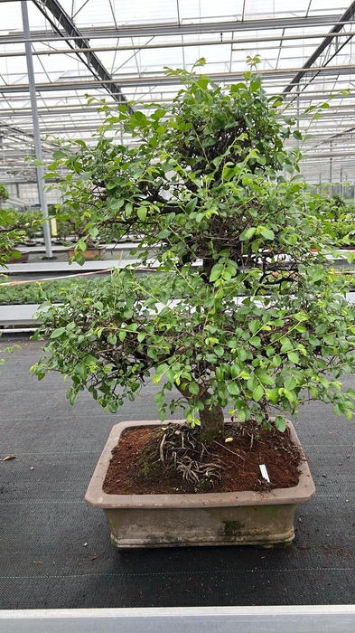 <h4>Zelkova parvifolia, pot 46 cm., height 90cm (single item)</h4>