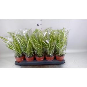 Chlorophytum com. 'Vittatum'