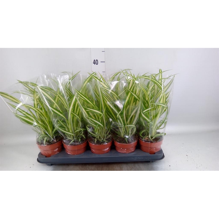 <h4>Chlorophytum com. 'Vittatum'</h4>