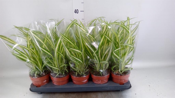 Chlorophytum com. 'Vittatum'