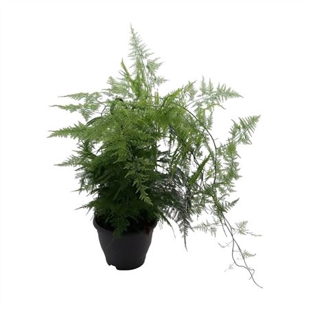 <h4>Asparagus Setaceus Hang</h4>