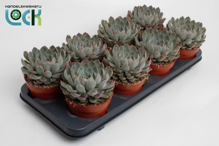 <h4>Echeveria Deremensis</h4>