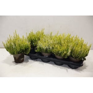 Callu Bl Agneta