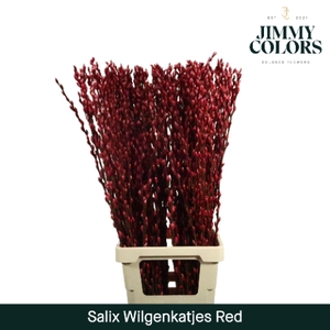 Salix Katjes L90 Klbh. Rood