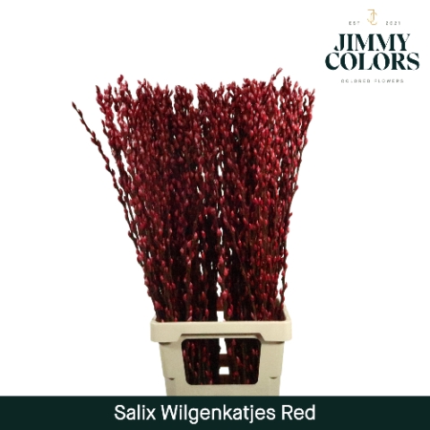 Salix Katjes L90 Klbh. Rood