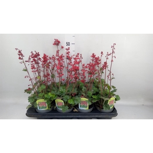 Heuchera sanguinea