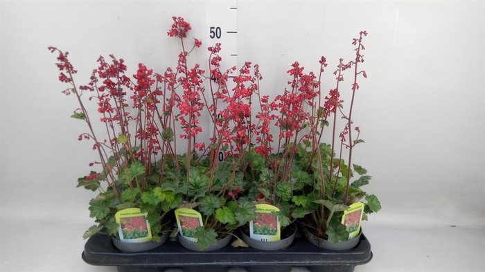 <h4>Heuchera sanguinea</h4>
