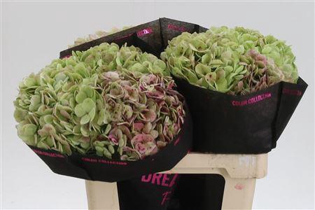 <h4>Hydr Antique Green</h4>