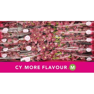 Mini cymbidium 'Rincon' 50 cm