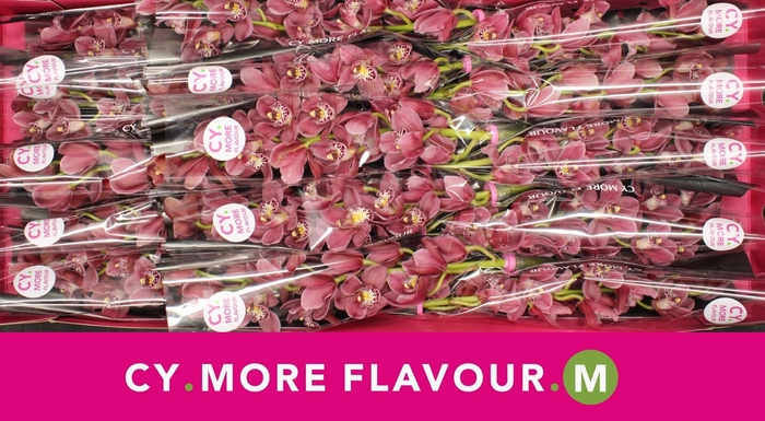 <h4>Mini cymbidium 'Rincon' 50 cm</h4>