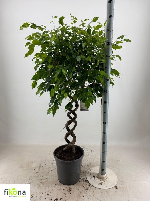 <h4>FIC BENJAMINA OV</h4>