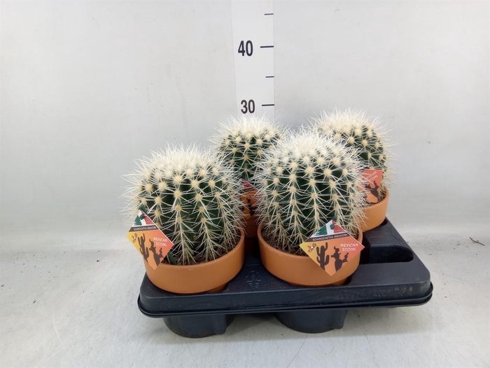 <h4>Cactus   ...</h4>