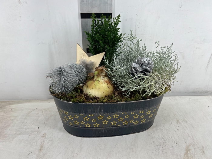 <h4>ARR HIPPEASTRUM</h4>