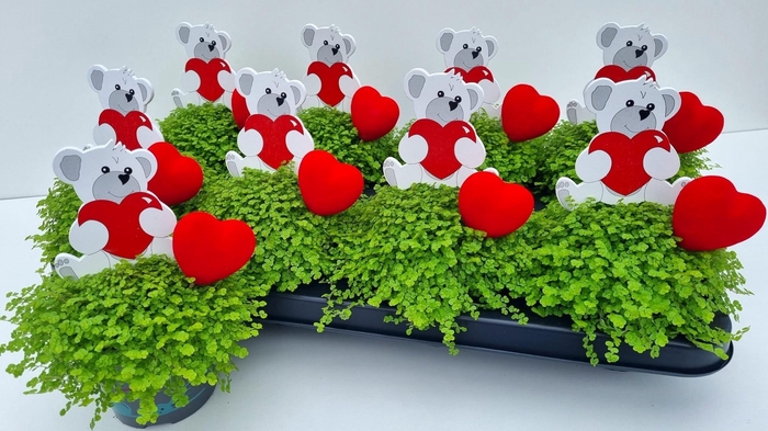 <h4>SOLEI SOL AUREA</h4>