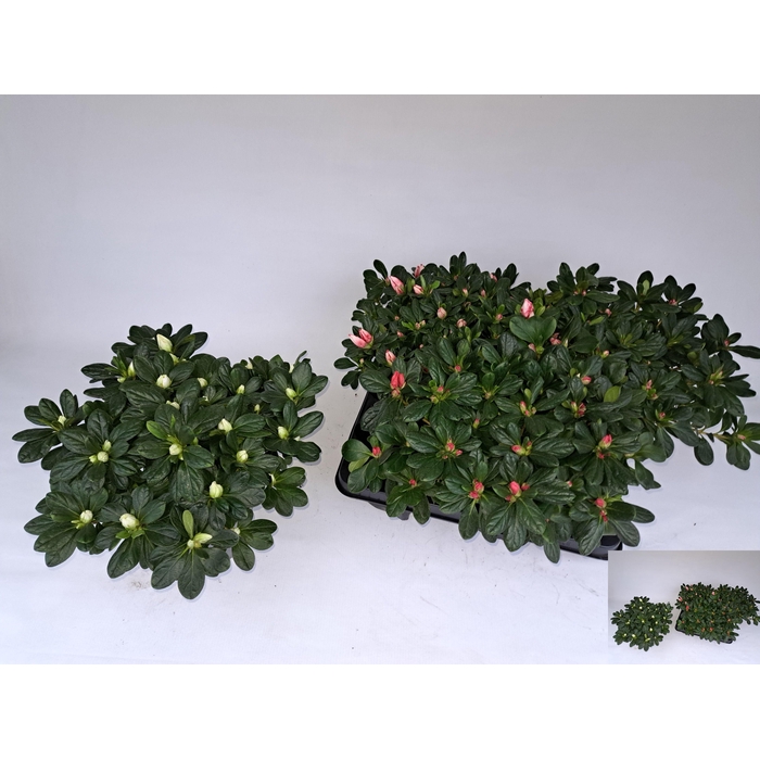 <h4>RHODO SI GEM</h4>