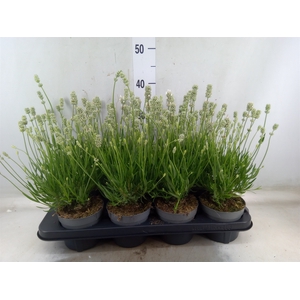 Lavandula angus. 'Aromance White'