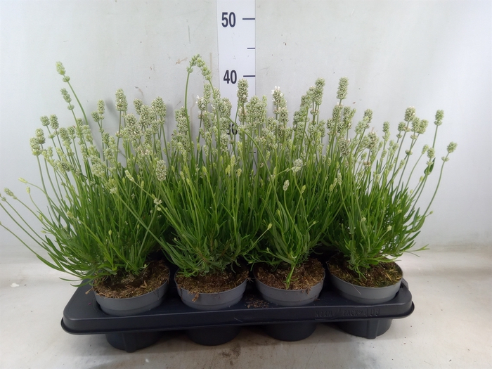 <h4>Lavandula angus. 'Aromance White'</h4>