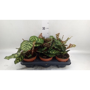 Calathea   ...