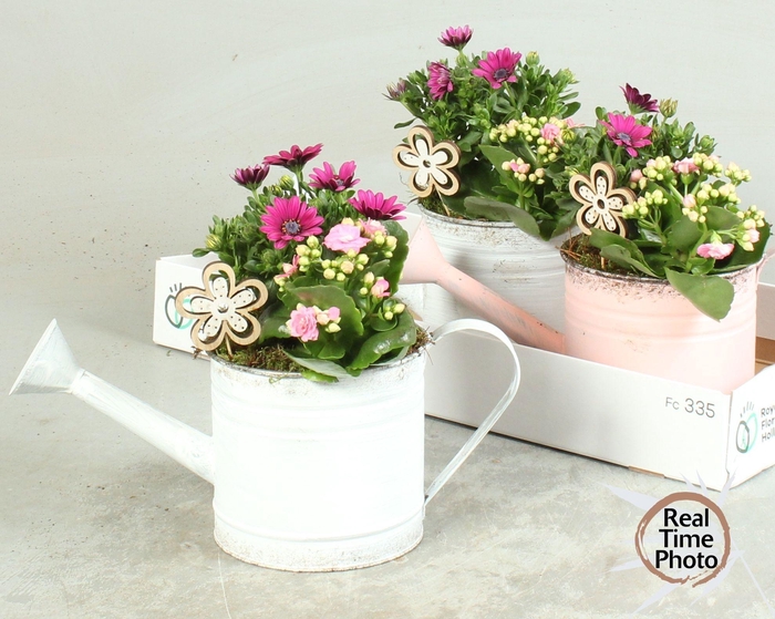 <h4>ARR TUINPLANTEN</h4>