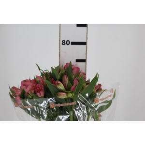 ALSTROEMERIA TOURMALINE 070 CM ROSA