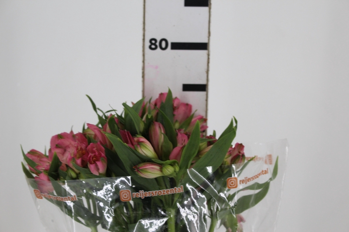 <h4>ALSTROEMERIA TOURMALINE 070 CM ROSA</h4>