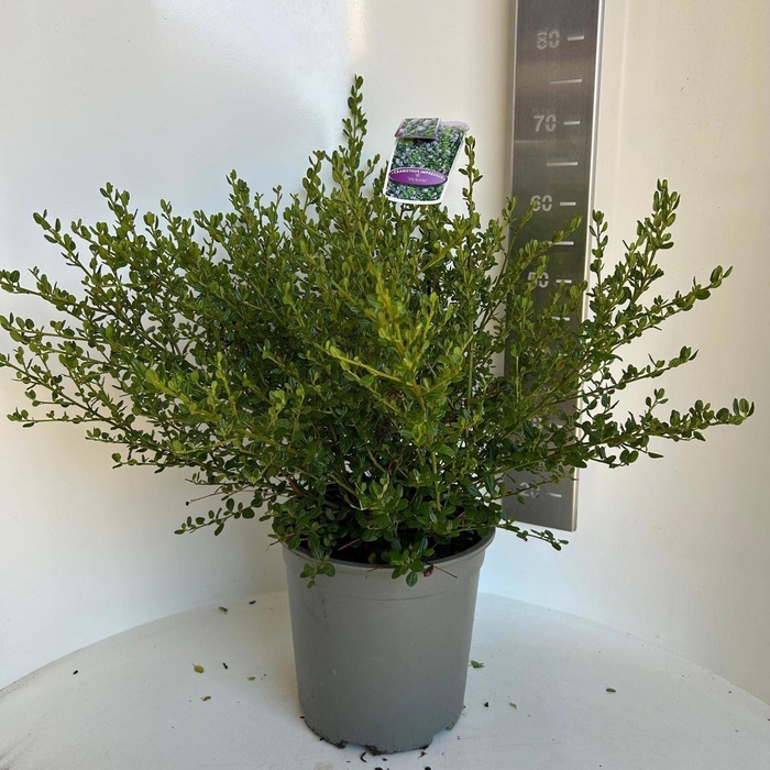 <h4>Ceanothus thyrsiflorus var. repens</h4>