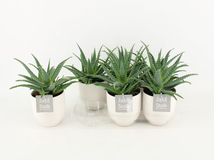 <h4>Aloe Arborescens Keramiek Liv</h4>