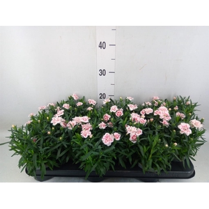 Dianthus  'Oscar White And Red'