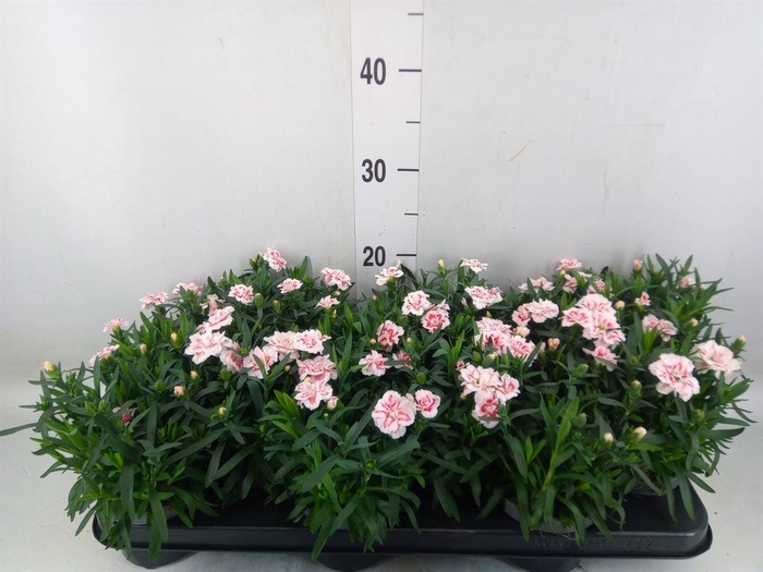 <h4>Dianthus  'Oscar White And Red'</h4>