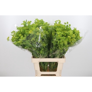 Bupleurum Griffithii