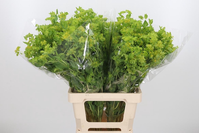 <h4>Bupleurum Griffithii</h4>