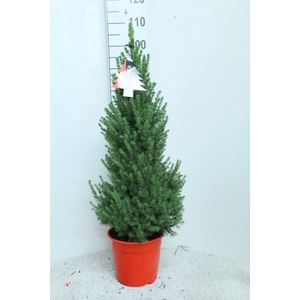 Picea glauca 'Conica'