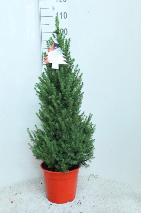 <h4>Picea glauca 'Conica'</h4>