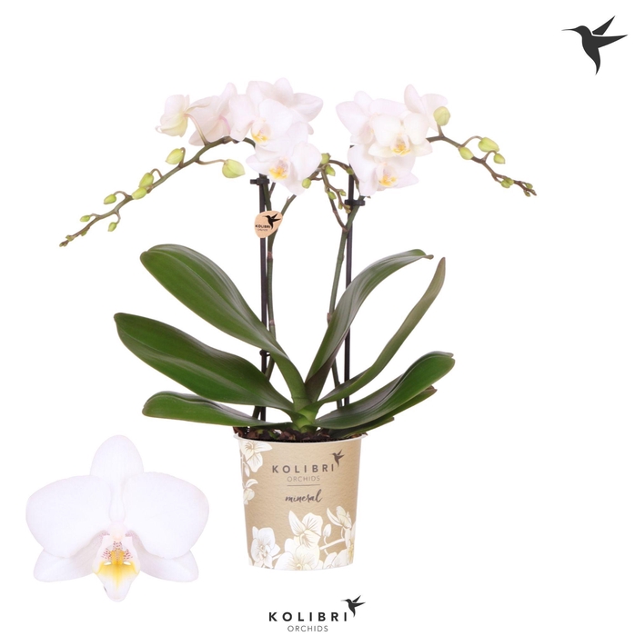 <h4>Kolibri Orchids Phalaenopsis Iceland 2 spike</h4>