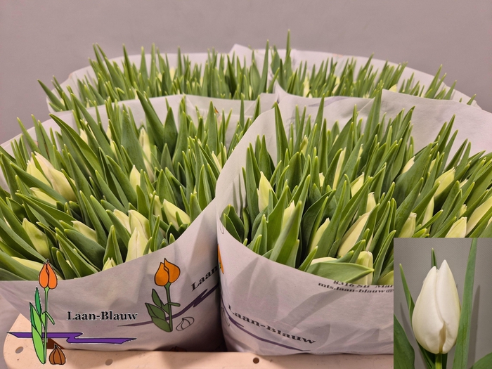 <h4>TU EN POLAR BEAR</h4>